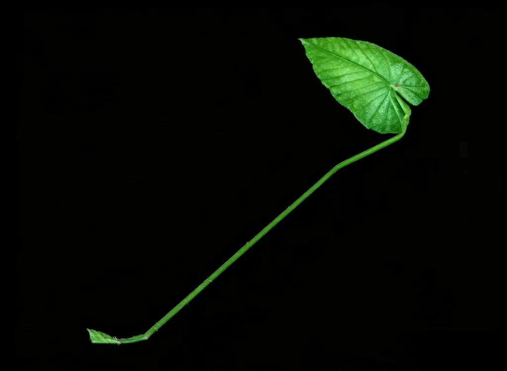 芭蕉叶 · 游戏截图